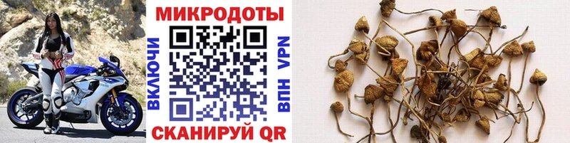 где купить Печора Псилоцибиновые грибы мицелий